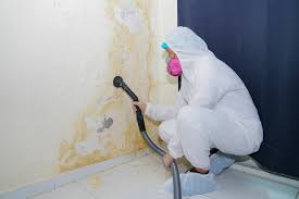 Best Attic Mold Removal  in Blue Ridge, GA